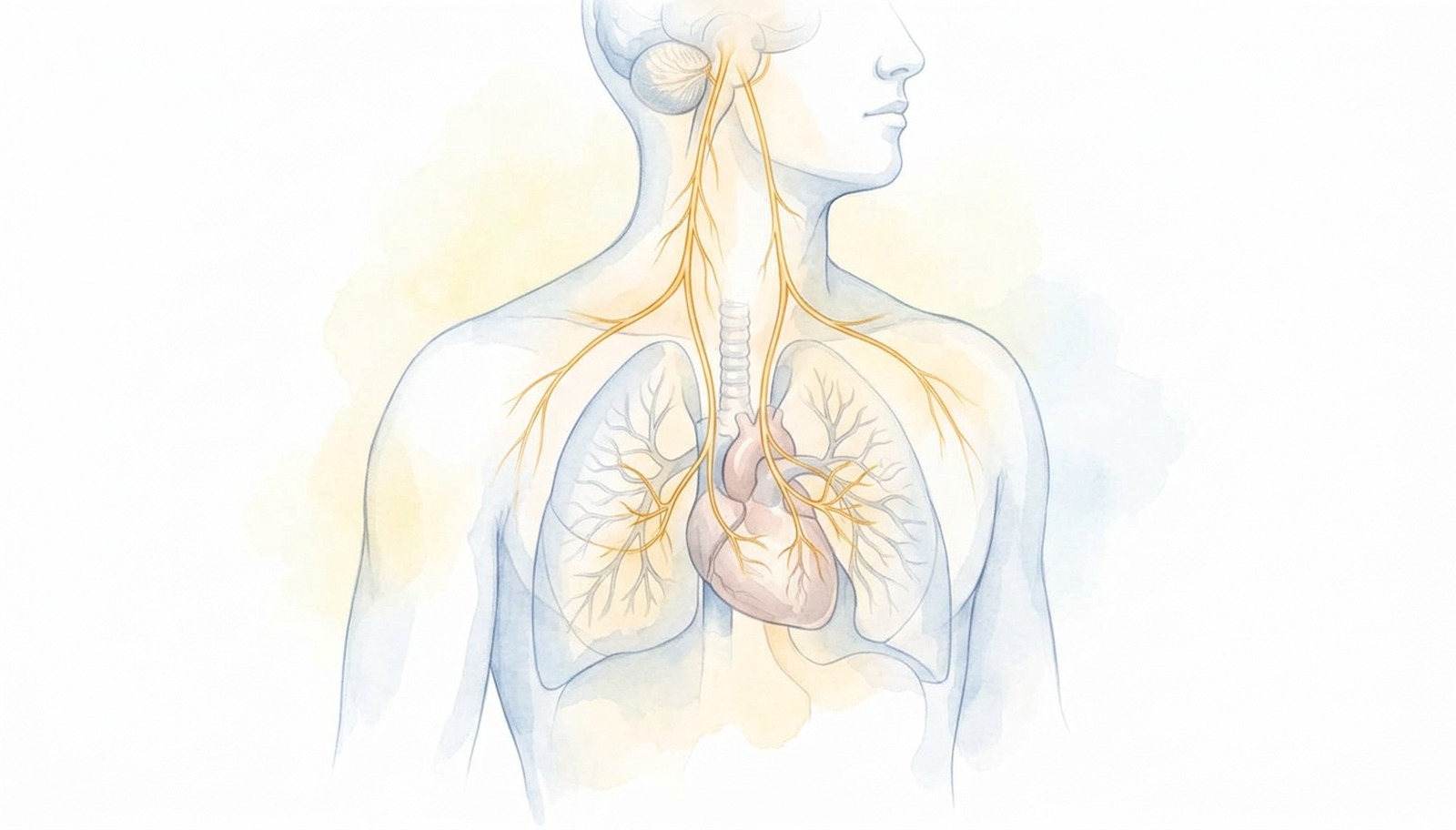 Nervus vagus: tonus in stimulacija